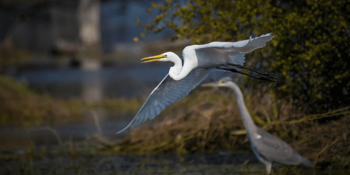 Bharatpur Bird Sanctuary Image